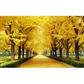 File tranh phong cảnh con đường lá vàng - DT042