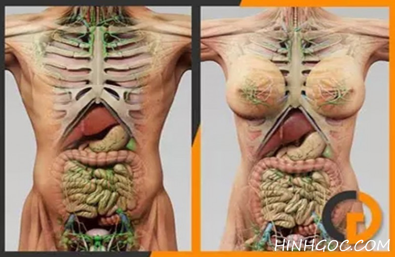 Mô hình cơ quan người