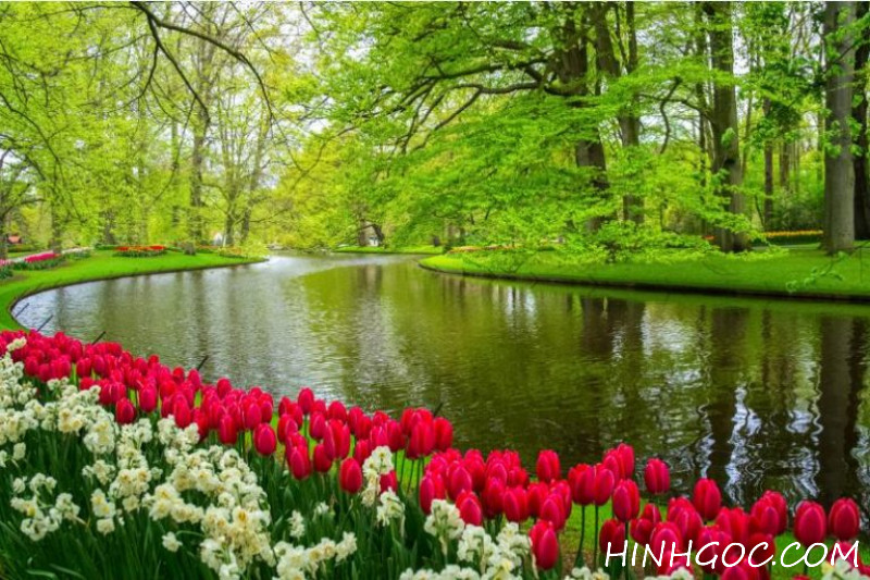 File tranh phong cảnh hoa tuylip - HG50002