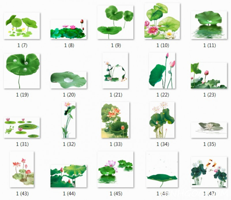 148 ảnh png hoa sen, lá sen độ nét cao - HGn1