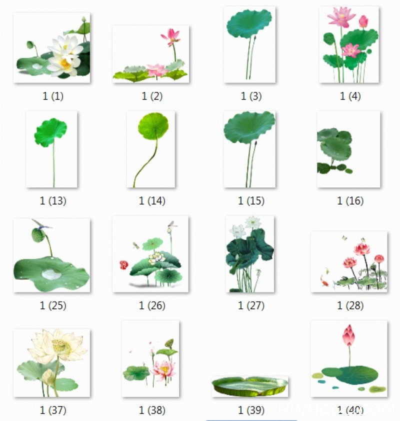 148 ảnh png hoa sen, lá sen độ nét cao - HGn1
